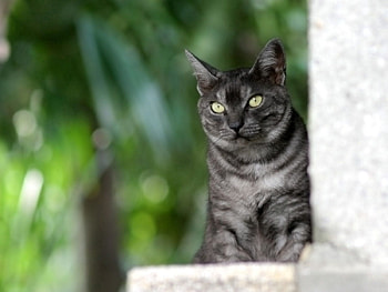 Animals, Dark, Sit, Cat, Peek Out, Look Out HD wallpaper