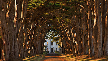 Cypress Tree Tunnel, Cypress Tree HD wallpaper