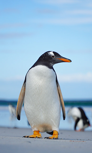 Animals, Bird, Wildlife, Penguin, Gentoo Penguin, Papuan Penguin HD phone wallpaper