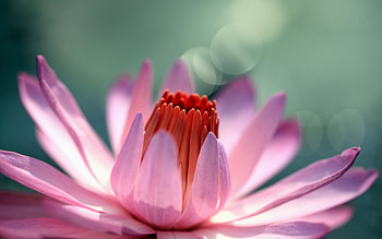 Pink flower, nature, flowers, nice HD wallpaper