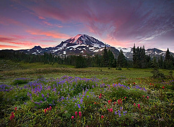 Mountain, trees, sky, nature, flowers HD wallpaper