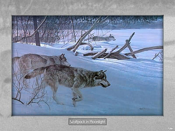 Wolf Pack in the MoonLight, wolves, wolf pack, puppies, howling wolf, tree, grey wolves, moon, snow, nature, moon light HD wallpaper