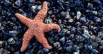 Threatened mussel beach, Sea star absence, Ecological imbalance, Ecosystem disturbances HD wallpaper