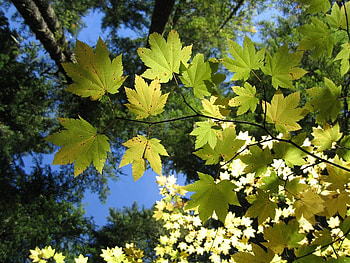 From the Bottom Up, autumn, leaves, nature HD wallpaper