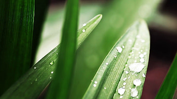 Grass, Drops, Plant, Macro, Form, Greens HD wallpaper