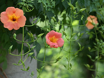 Red flowers, flowers, red HD wallpaper
