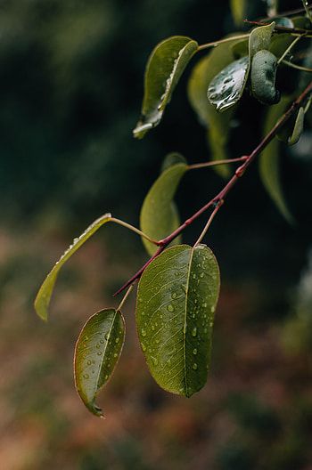 Nature, Leaves, Drops, Macro, Branch HD phone wallpaper