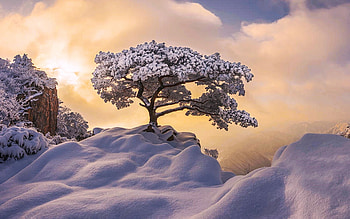 Temptation Of The White Tree, snow, clouds, landscape, sky, rocks, mountains, sunrise HD wallpaper