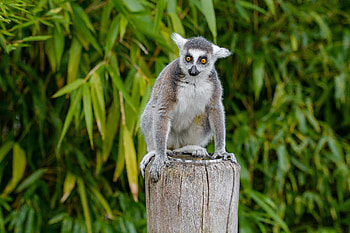 Animals, Animal, Nice, Sweetheart, Lemur HD wallpaper