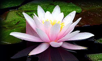 Pink flower, lotus, flower, lake, bloom, water drops HD wallpaper