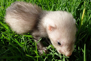 Ferret Baby on the Grass, animal, baby, ferret HD wallpaper