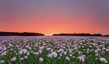 Poppy flowers field, Laptop , Full , Vibrant backdrop HD wallpaper