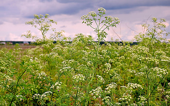 Plants, Flowers HD wallpaper