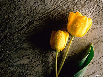 Plants, Flowers, Tulips HD wallpaper