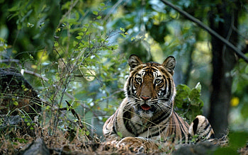 Animals, Grass, Forest, Big Cat, Tiger HD wallpaper