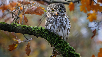 Yellow Black Eyes Owl Is Standing On Algae Covered Tree Branch In Blur Background Owl HD wallpaper