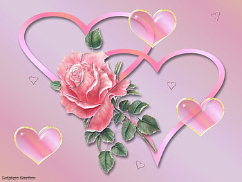 In The Pink, rose, heart, love, flower HD wallpaper