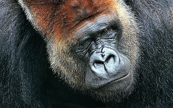 Animals, Muzzle, Monkey, Wool HD wallpaper