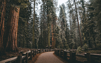 Fence in nature park, Redwood tree view, Serene ambiance, graphic respite HD wallpaper