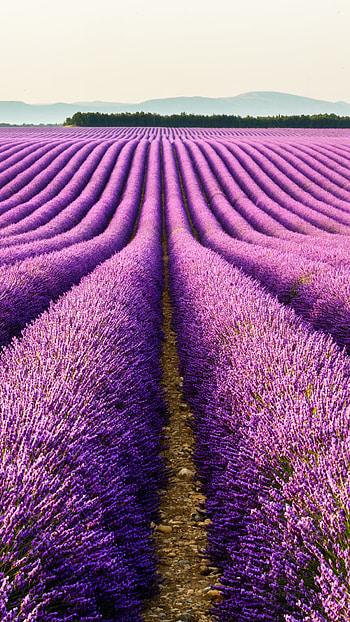 Earth lavender, Lavender fields, Nature's wonders HD phone wallpaper