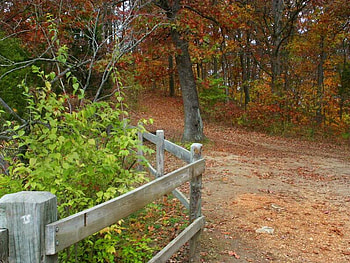 That Way Home, trees, way, leaves, fence HD wallpaper