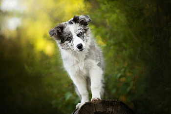 Puppy, dog, black, white, border collie, green, caine HD wallpaper