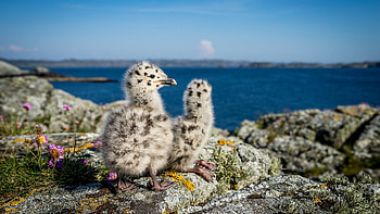 Seagull Chicks, sea, sky, rocks, coast HD wallpaper