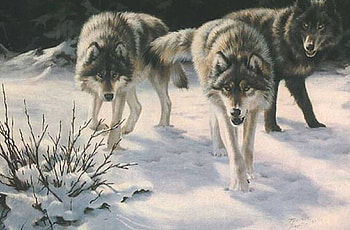 STARING PAINTED WOLVES, Staring, Wolves, painting, animals, Painted, snow, nature HD wallpaper