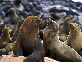 sea lion koloni, wild life, sea lion, animals HD wallpaper