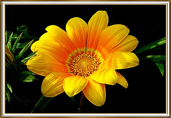 FRAMED FLOWERS, FLOWER, NATURE, FRAMED HD wallpaper
