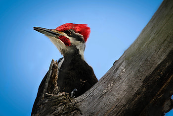 Brain damage in woodpeckers, Potential health risks, Birdwatching insights, Nature's protectors HD wallpaper