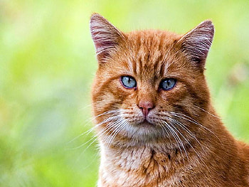 Blue eye cat, cat, feline, animals, pets HD wallpaper