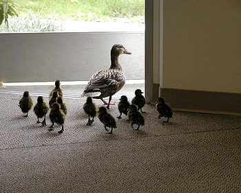 Ducks walking out the door, ducks, birds, door, ducklings HD wallpaper