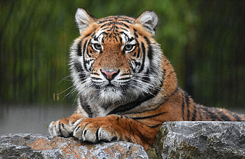 Tiger, animal, kitten, paw HD wallpaper