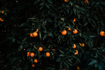 Tangerines, Bush, Plant, Miscellanea, Miscellaneous, Fruit, Citrus HD wallpaper