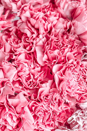 Close-up of vibrant pink carnation petals creating a textured floral background. HD phone wallpaper