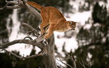 Animals, Puma, Wood, Tree, Branches, Bounce, Jump HD wallpaper