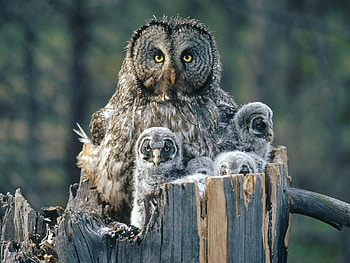Animals, Chicks, Owl, Muzzle, Predator, Fur HD wallpaper