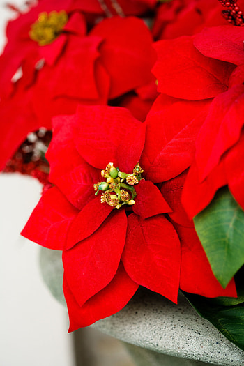 Poinsettia , Earth HQ, , 2019 HD phone wallpaper