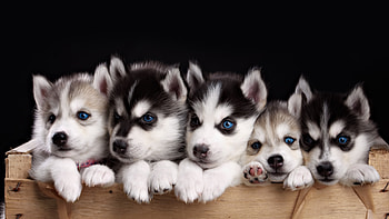 Cute husky , Michelle Thompson's collection, Playful expressions, Irresistible charm HD wallpaper