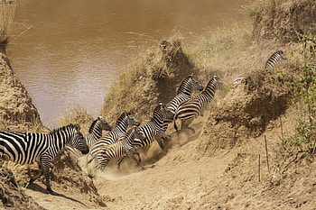 Masai Mara National Reserve, Kenya - Mara river crossing, Animal, zebra HD wallpaper