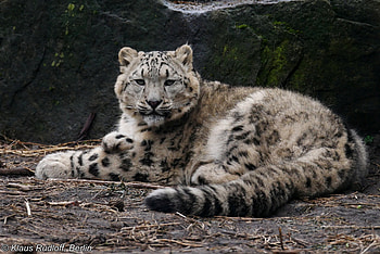 Snow Leopard, , Panthera HD wallpaper