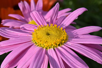 Flowers, Flower, Petals, Daisy, Viola, Viol HD wallpaper