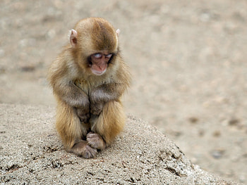 Animals, Monkeys HD wallpaper