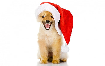 Merry Christmas!, dog, animal, craciun, cute, puppy, christmas, red, funny, santa, hat HD wallpaper