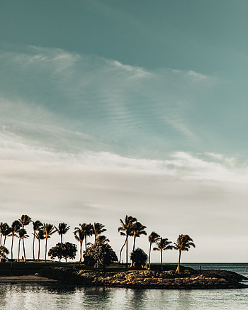 Landscape, Nature, Trees, Sea, Palms, Coast HD phone wallpaper
