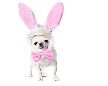 Easter bunny, dog, animal, bunny, puppy, ears, funny, card, easter, caine HD wallpaper