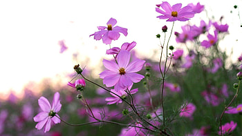 Cosmos Flowers, closeup, flowers, nature HD wallpaper