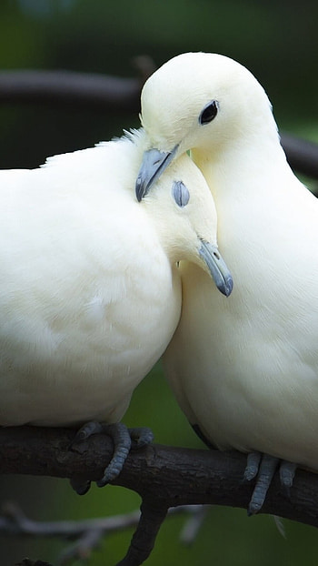Love Birds, White, Birds HD phone wallpaper