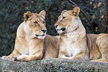 Animals, Predator, Big Cat, Lioness, Profile HD wallpaper